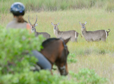 South Africa-Waterberg-Triple B Ranch